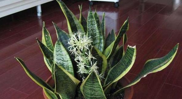  「蟹爪兰」想让盆栽植物根壮叶绿花多?用发酵粉就能实现!