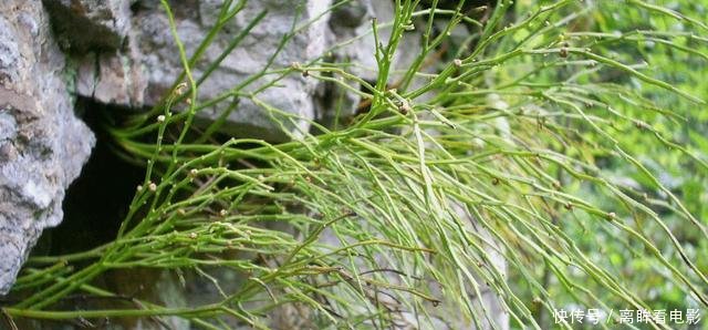 【蕨类植物】蕨类植物|松叶蕨是不是濒危物种如何栽培养护