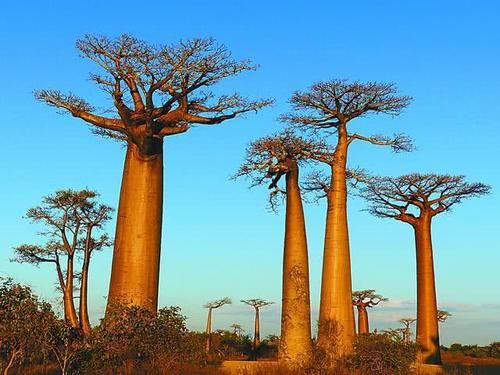 世界上非常牛的5棵树，一棵在中国价值超1亿，更常出现在电影里