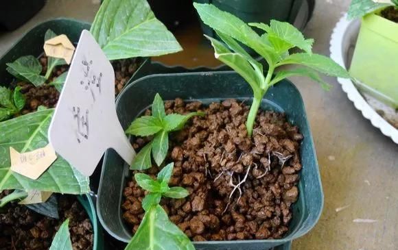  「值钱」3种花“太值钱”,不用去买,将“枝叶”拿来扦插,在4月就生根!