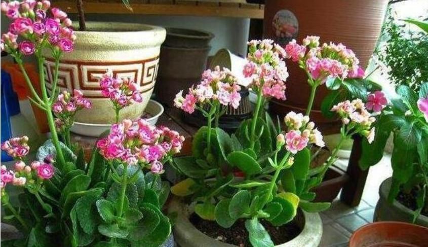  随便@“3种花 ”好养又漂亮，随便一养成花海，一开就是300天！