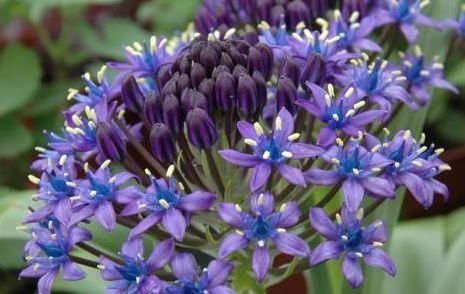 开爆@此四种盆栽适合新手养,阳台开满花,形美好养还能开爆盆