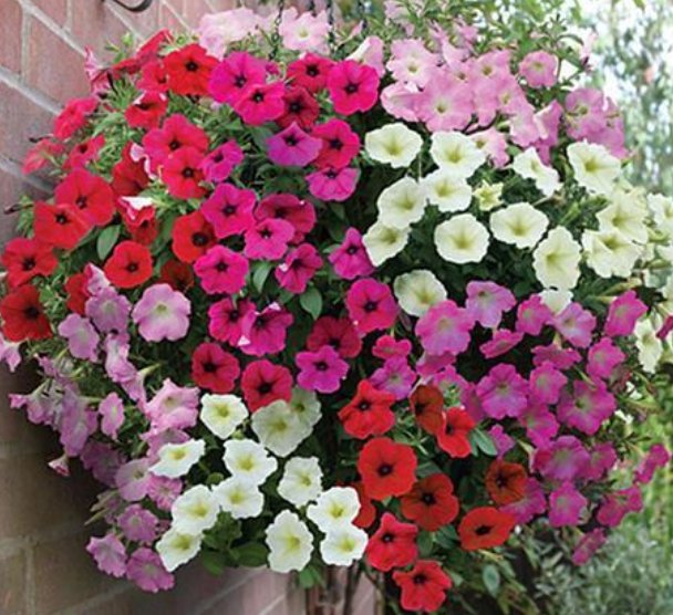  [漂亮]真正的“爆盆机器”，比杜鹃花还漂亮，开花多，轻松爆成花海！