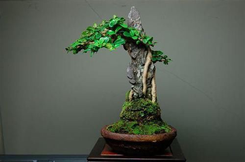  「植株」微型盆景制作方法，有哪些养护要点？