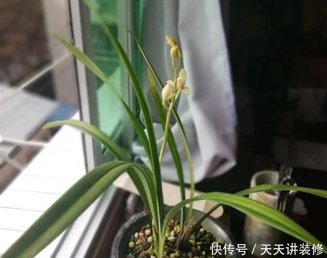  「长旺」养兰花，要这样“佛系养护”，才能长旺开花