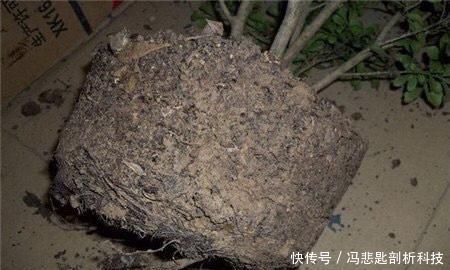  [浇水]养“米兰花”，要注意一点，花更多，叶子更油绿，四季都茂盛