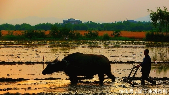  犁耙■在农村，这3个压箱底的老物件，如今弥足珍贵，大家见过几