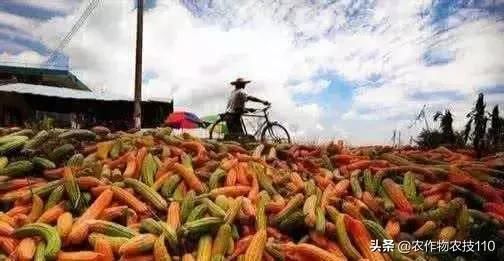 请别再折腾农业了，农民们伤不起