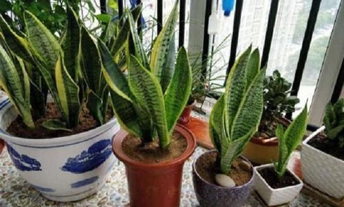  虎皮■虎皮兰如何养护？这3个“小技巧”学会，虎皮兰轻松长茁壮