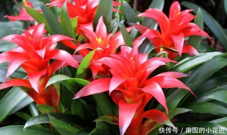 『鸿运当头』家里就养4种花,耐旱又耐晒,添福添运添富贵,红火一整年!