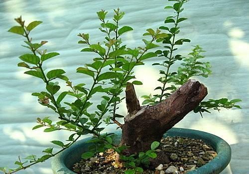 矮霸雀梅养桩到成型——岭南盆景“截干蓄枝”技法全记录！