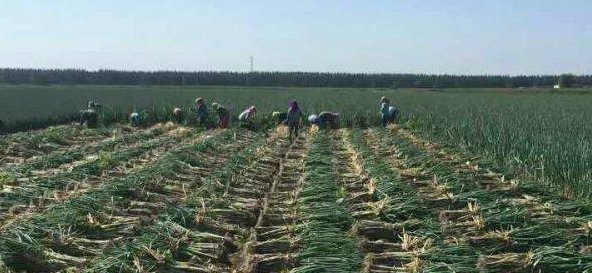  [太不容易]去年批发1.2元每斤，今年低到4毛，亩亏近千元，农民