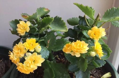  #长寿花#养花记住3个小技巧，茶花再难也能养好，开花多得不见叶！