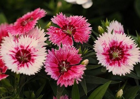 观赏价值:阳台养花老是焉?不如养盆耐旱花,在阳台暴晒,花朵也能繁盛鲜艳