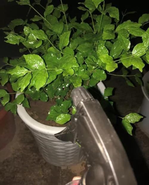 #很快#花儿生了虫，不管不顾，很快就剩盆！