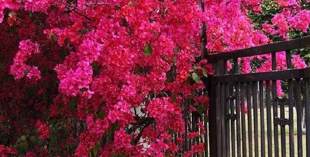  『花期』春季养花此花别错过，花期来临时，满树花朵，种2株轻松长出花墙