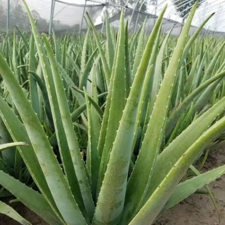  [种植芦荟]把它晒成25斤的话，一亩地能挣10000元，不是种新的风