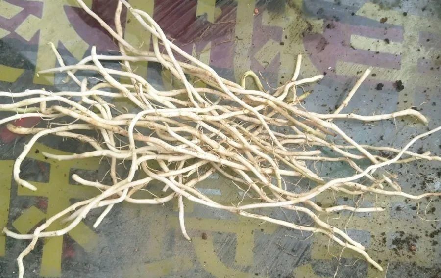  【慎养】这花要慎养，每年砍掉3麻袋，照样蹭蹭长！