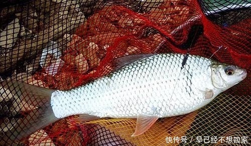 『调整』垂钓土鲮鱼,遇吃口轻,试着这样调整,让你有意想不到的惊喜