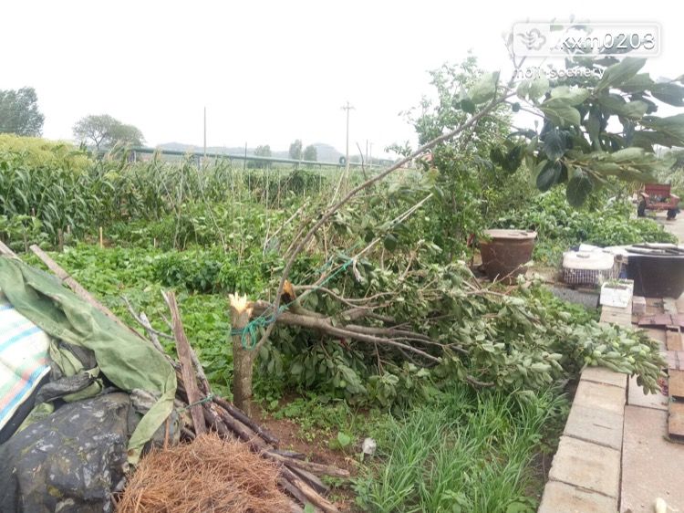 超强台风“利奇马”登陆 山东多地强风暴雨|组图