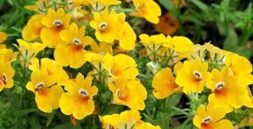  『学好』喜欢花却不会养怎么办？学好这四步，你才知道养花其实并不难