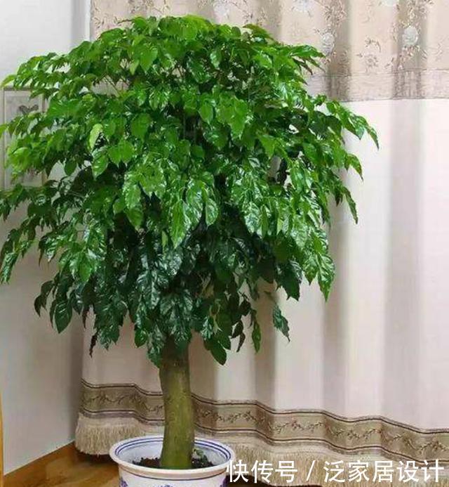  [幸福树]幸福树春季养护有技巧，这三点做到位，不黄叶干枯，枝繁叶茂