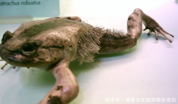 #蜘蛛#你觉得可能不存在,但世界上还真有的那些生物