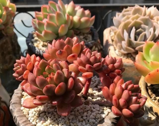  边缘少量：夏天多肉植物病虫害肆虐,掌握3个小技巧,让肉肉远离病虫害!