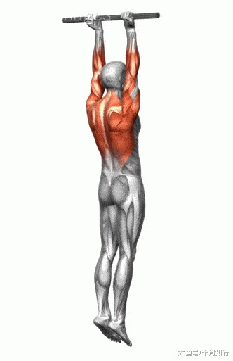 初到健身房一脸蒙圈? 24个肌肉训练动图与详解