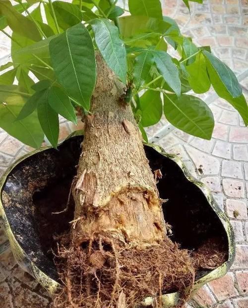  「温度过低」发财树特别适合懒人养，勤快人养几天就能养死