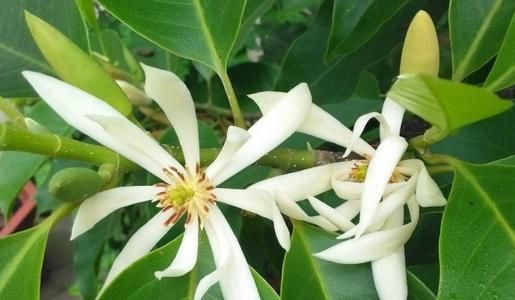 『养花』家里喜欢养花,这几款花苞润如玉,盛开时繁花似锦,内敛美