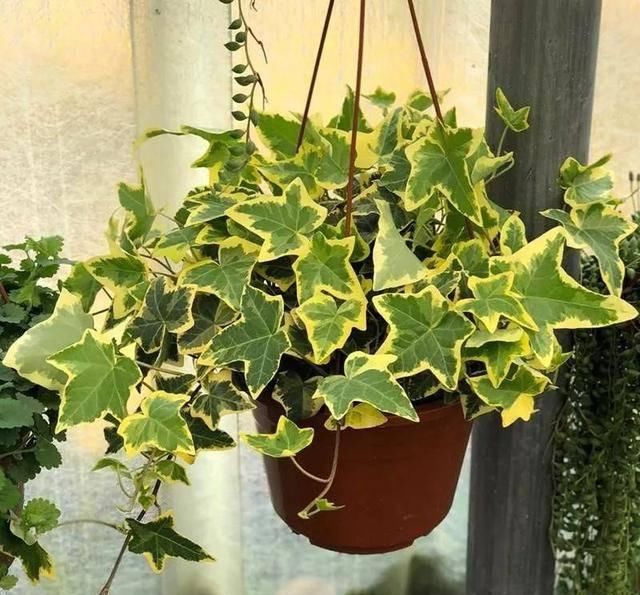  『适宜温度』空间狭小的房间、寝室，养这8种花草，小巧精致又好养