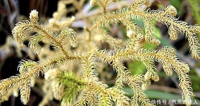  #蜈蚣#小溪边的1种“杂草”，人称“铺地蜈蚣”，挖1棵少1棵，请