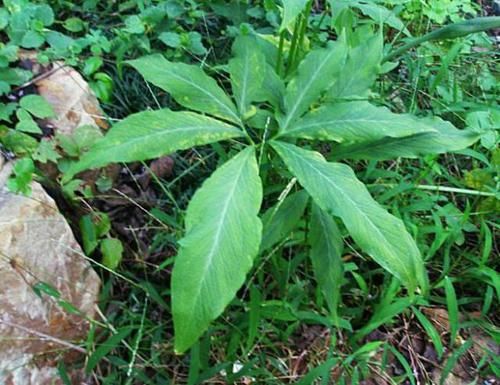  植物：乡间趣事！山中一种“植物”，叶片似半夏，根茎如虎爪，野外看见别乱摘