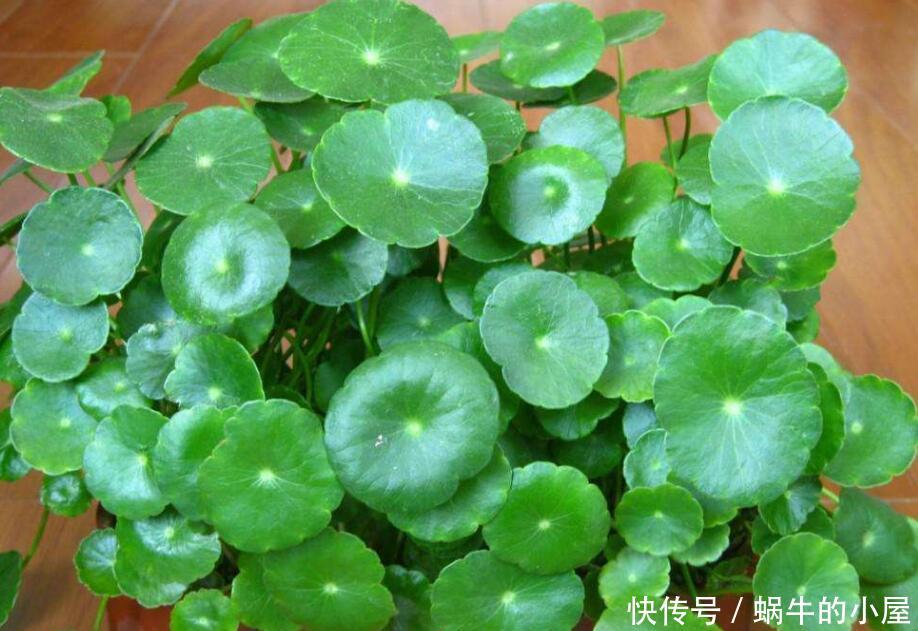 「夏季」“3种花”,夏季盆栽首选,蓬勃有生机,清清爽爽好漂亮!