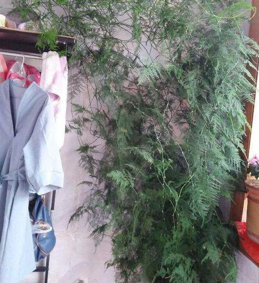 植物■养了10年“文竹”,每月喝勺“汤”,爬满整个房间,没有黄叶过!