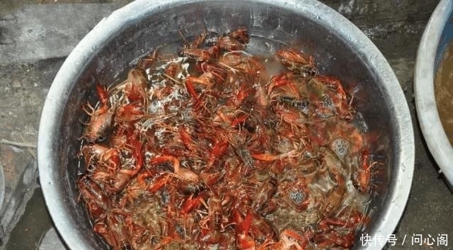 鱼塘|乡下堂哥家鱼塘钓龙虾, 新鲜的猪肝pk青蛙做饵