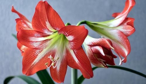 『花朵非常』3种花便宜又好养,沾土就能活,开花漂亮花期长,一盆能养一辈子
