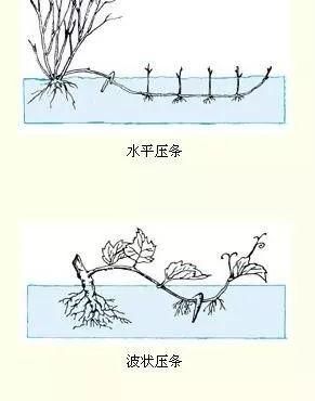  「扦插」花卉，果树繁殖，4种“繁殖方式”，成活率高，15天生根冒芽