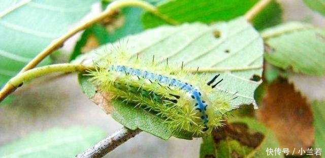  蜇伤：被“洋辣子”蜇了怎么办？老农：别着急，解药就在它身上