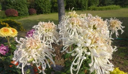 『美极了』这款菊花,在菊花排名里数一数二,花团锦簇,婀娜多姿,美极了
