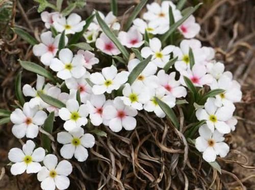  『阳台』阳台养些垂盆植物，开花似瀑布，一簇一簇花朵红颜美丽，绚丽多姿