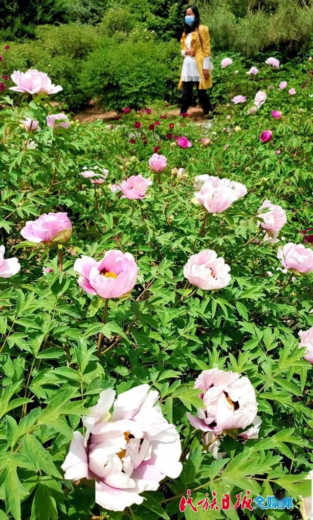 「牡丹花」牡丹花开在临夏 这里有看得见的夏意!