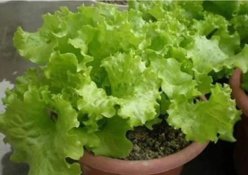  「不用」“4种菜”养阳台，半个月就能吃，吃完一茬又一茬，不用出门买！