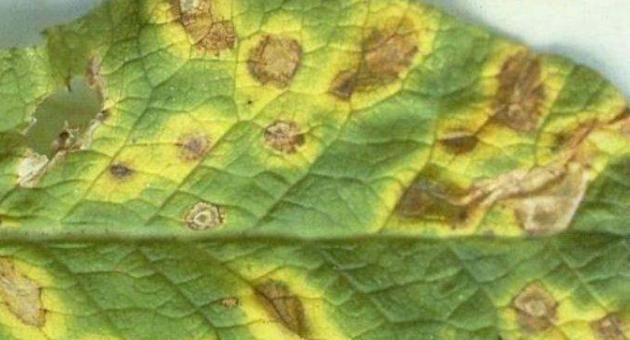 【不见】报春花盆栽得了斑点病和黄叶病,学会这四个办法,黄叶病斑都不见