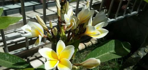 「好玩」植物戴上动物的名字以后惊艳了世界，8种带“鸡”的植物太好玩