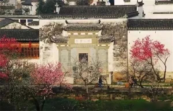 「樱花」中国这些花开成海的地方,美极了