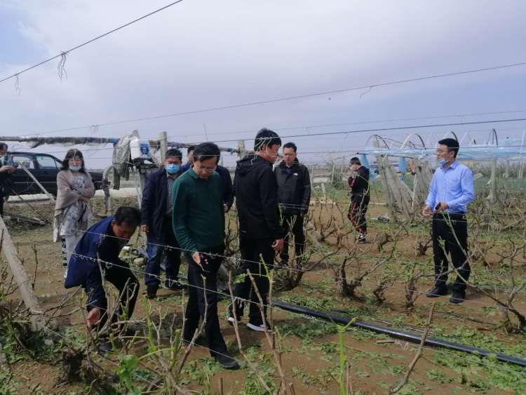  葡萄|葡萄大棚被冰雹打成筛子......一场冰雹 莱西多个乡镇农作物受损