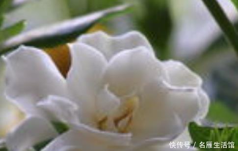  「栀子花」家养栀子花难开花？学会这三个小技巧，年年轻松爆满盆