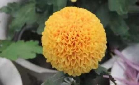  【优美】百菊争艳，来盆菊中极品艳球王，宛如金玉绣球，花姿优美可爱喜人